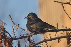 Corvus monedula