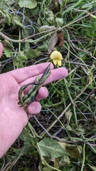 Vigna luteola