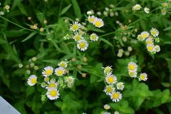 Erigeron philadelphicus