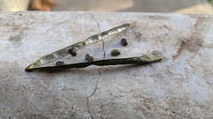 Vigna luteola