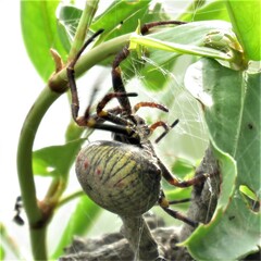 Parawixia bistriata