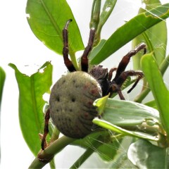 Parawixia bistriata