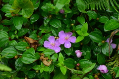 Melastoma dodecandrum