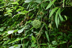 Sargentodoxa cuneata