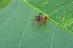 Notocyrtus dispersus