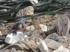Passer domesticus