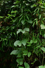 Sargentodoxa cuneata