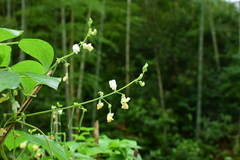Vigna unguiculata cylindrica