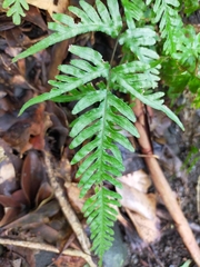 Pteris dispar