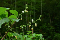 Vigna unguiculata cylindrica