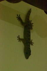 Gekko monarchus