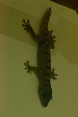 Gekko monarchus