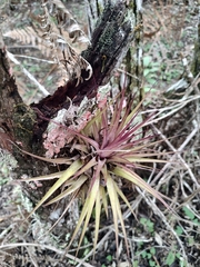 Tillandsia geminiflora