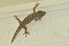 Gekko monarchus