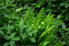 Asplenium scolopendrium scolopendrium