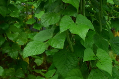 Vigna unguiculata cylindrica