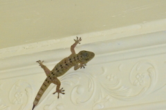 Gekko monarchus