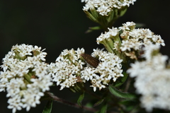 Acmaeodera cuprina