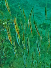 Centriscus scutatus