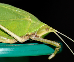 Onomarchus uninotatus