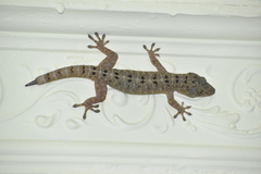 Gekko monarchus