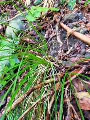 Carex brunnea
