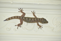 Gekko monarchus