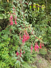 Fuchsia magellanica