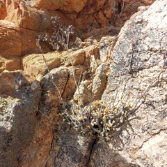 Mitrophyllum