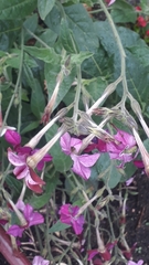 Nicotiana × sanderi