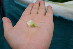 Vigna unguiculata cylindrica