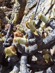 Mitrophyllum