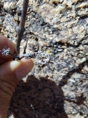 Mitrophyllum