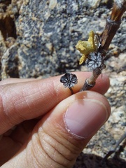 Mitrophyllum