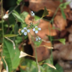 Capsella bursa-pastoris