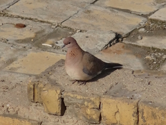 Streptopelia senegalensis