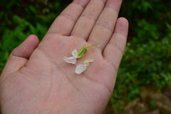 Vigna unguiculata cylindrica
