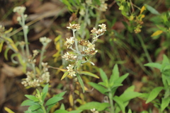 Pseudognaphalium elegans