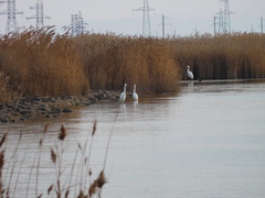 Ardea alba