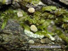 Physarum alexandrowiczii