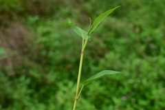 Persicaria dichotoma