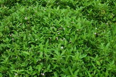 Persicaria dichotoma