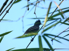 Elaenia flavogaster