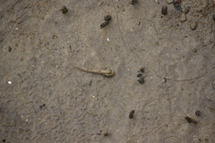 Periophthalmus argentilineatus