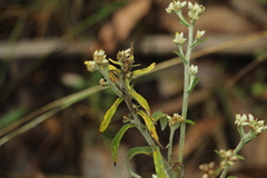 Pseudognaphalium elegans