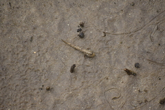 Periophthalmus argentilineatus