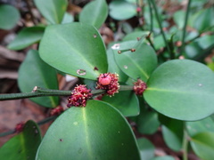 Dendrophyllanthus