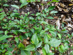 Dendrophyllanthus