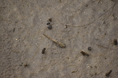 Periophthalmus argentilineatus