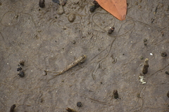 Periophthalmus argentilineatus